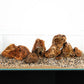 LANDEN Pangea Aquascape Sand Gravel for Aquarium,  1-3mm 2L (7lbs)