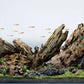 LANDEN Dragon Wood Natural Driftwood for Aquarium Freshwater Tank Reptile Habitats, 40L (4~12 inches, 9pcs)