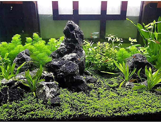LANDEN Natural Tonwa Slate Stones for Aquascaping (17lbs, 4-8 inches)7-8pcs